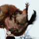 Imagen para el artículo titulado La marmota que anunciaba el fin del invierno saliendo de su cueva ha muerto antes de salir de su cueva